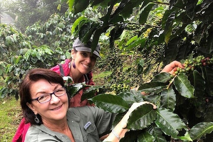 Uvita Coffee Tour