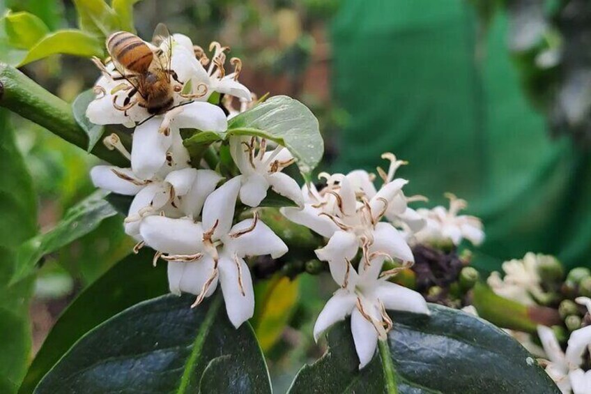 Uvita Coffee Tour