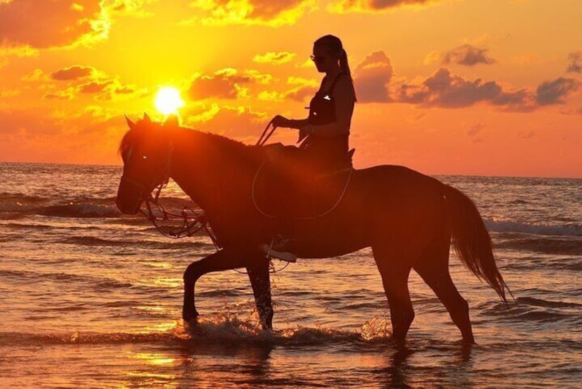 Horse or Dromedary Ride at Sunset in Djerba