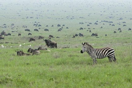 5-Day Highlights of Tanzania Safari