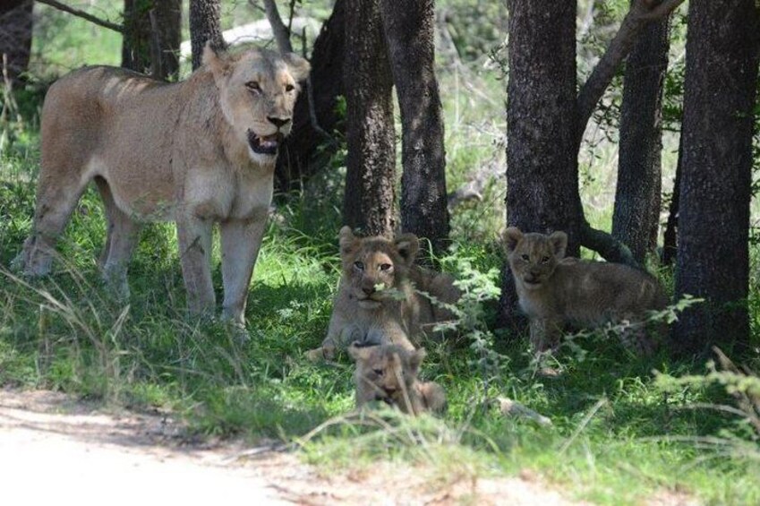 4-Day Kruger National Park