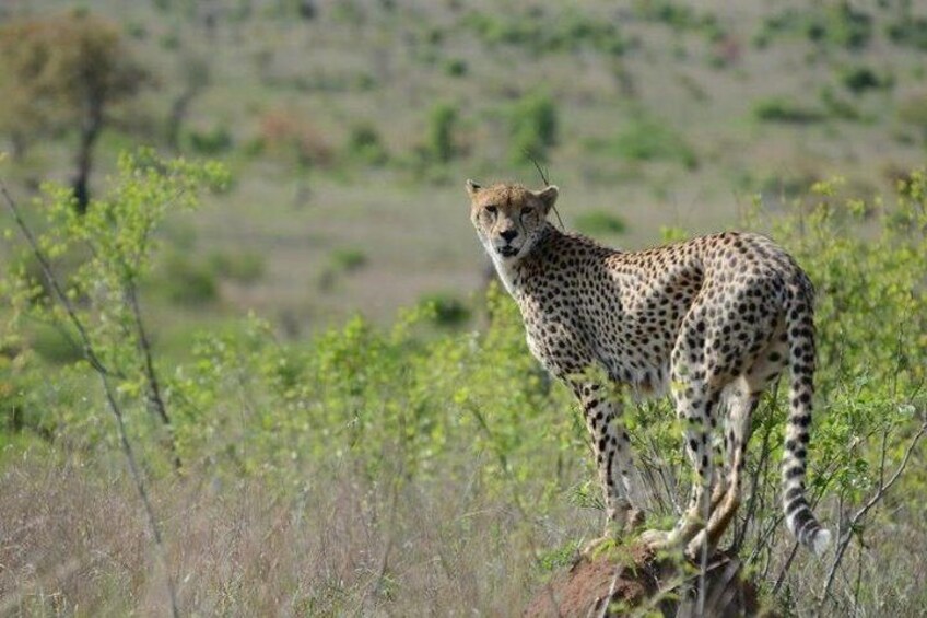 3-Day Kruger National Park Safari