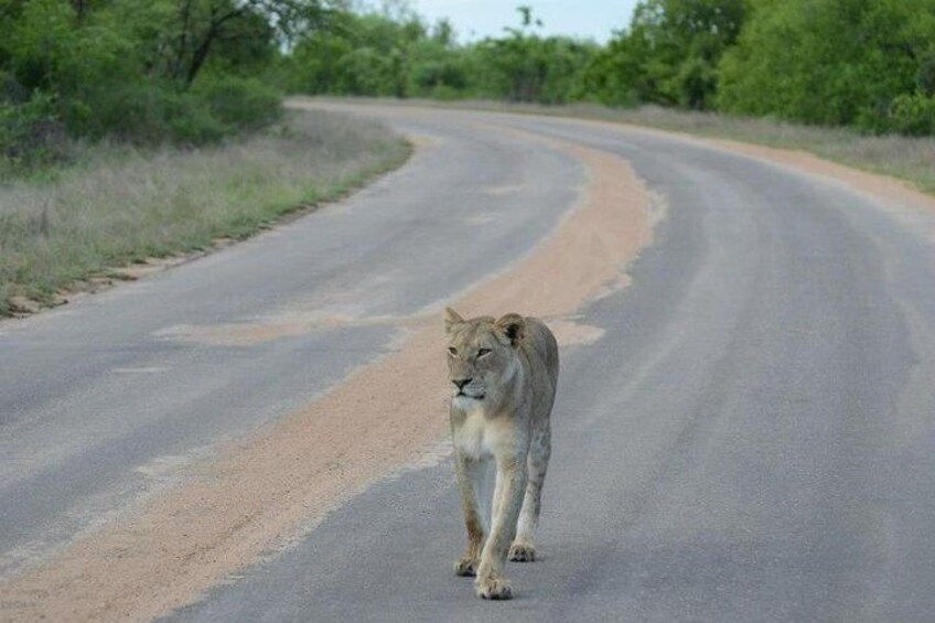 4-Day Kruger National Park