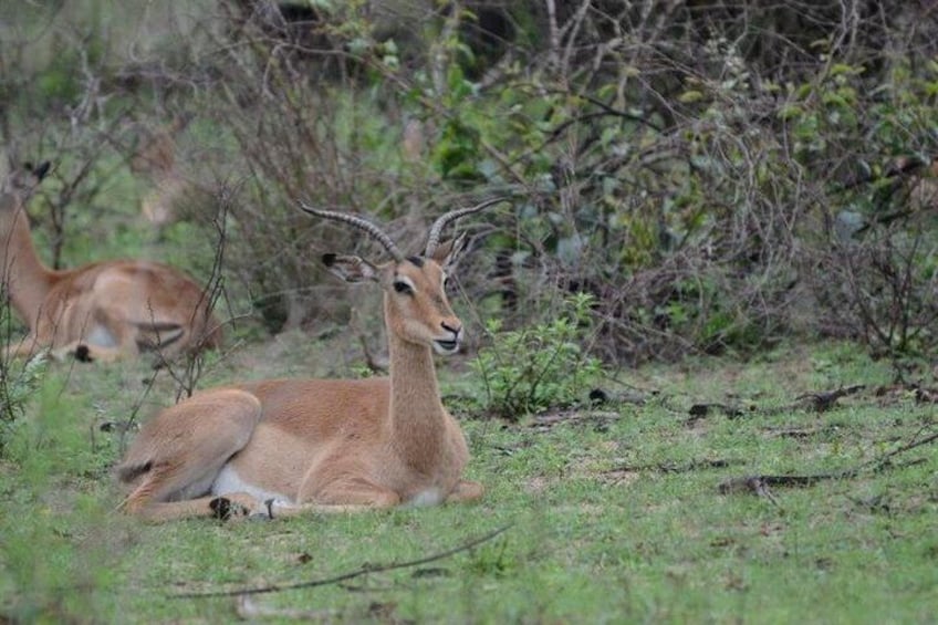 4-Day Kruger National Park