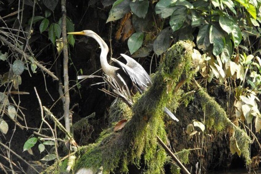 5-Day Cuyabeno Amazon Eco-Lodge Adventure