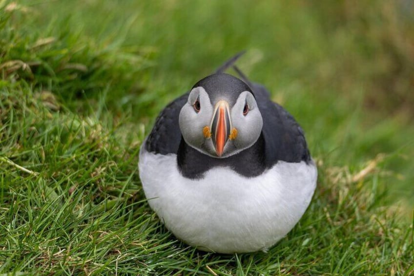 Puffin