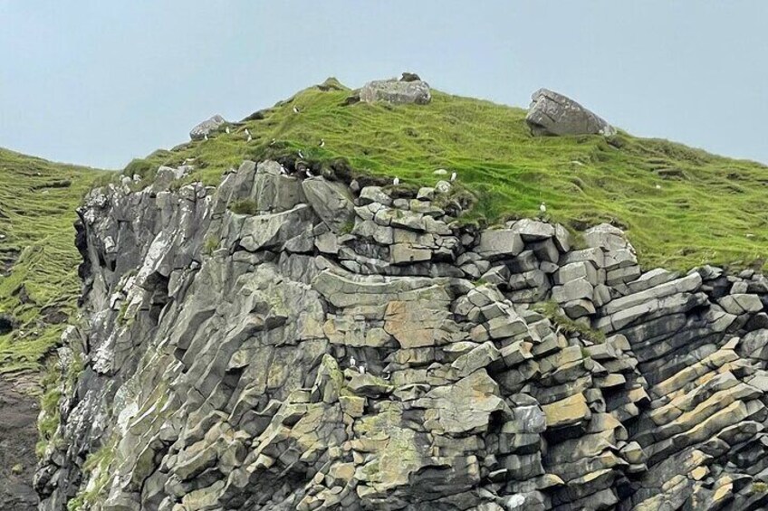 Puffins at Akranes