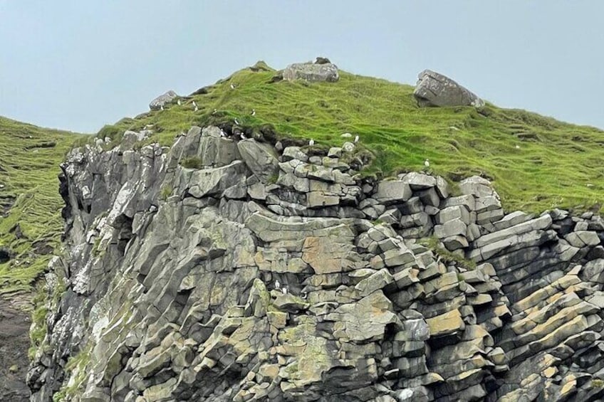 Puffins at Akranes