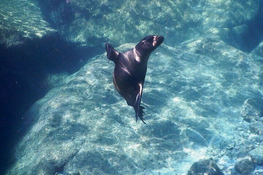 Shared Tour to Isla Espíritu Santo and Snorkeling with Sea Lion