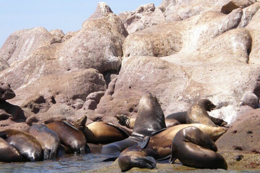 Shared Tour to Isla Espíritu Santo and Snorkeling with Sea Lion