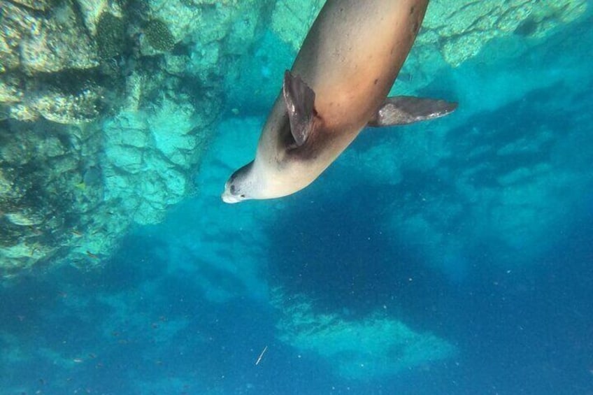 Shared Tour to Isla Espíritu Santo and Snorkeling with Sea Lion