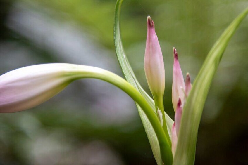 Mindful Photo Walk at Princess Pavilion & Gyllyngdune Gardens