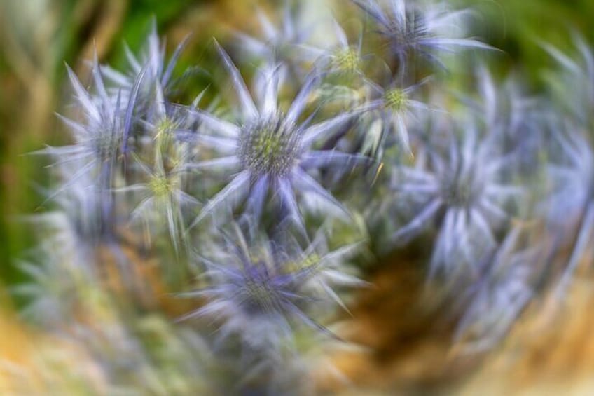 Mindful Photo Walk at Princess Pavilion & Gyllyngdune Gardens