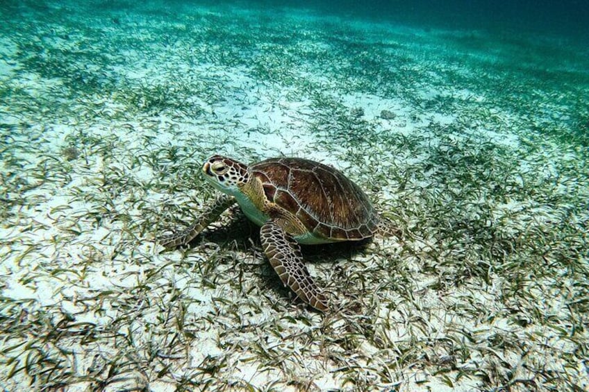 Aruba Turtle at Tres Trapi