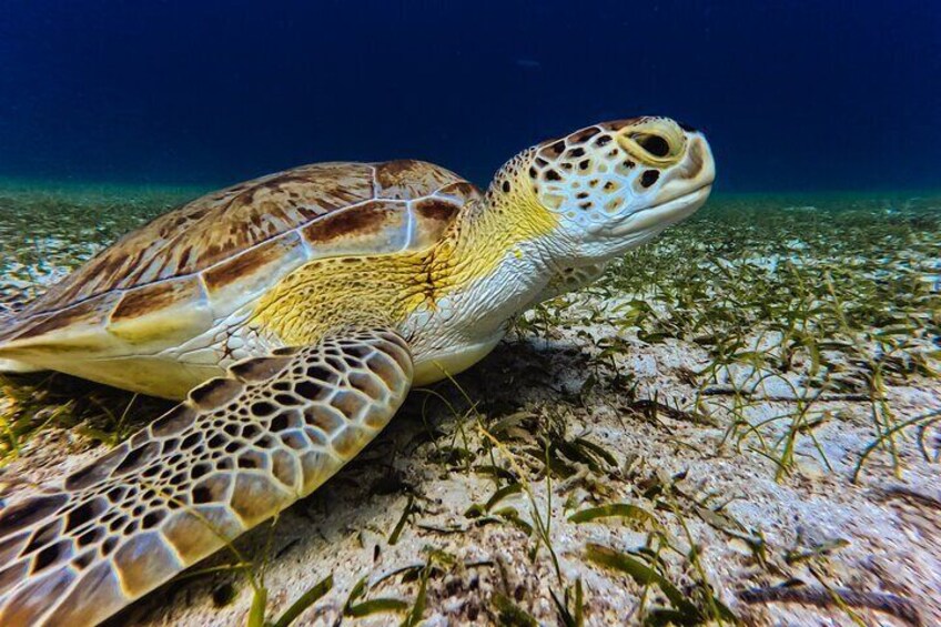 Aruba Turtle