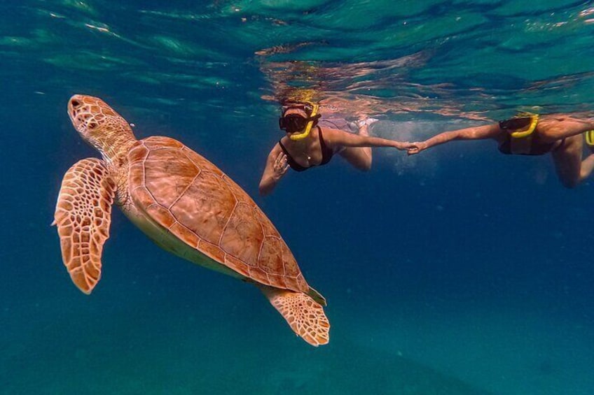 Private Turtle Tour Aruba