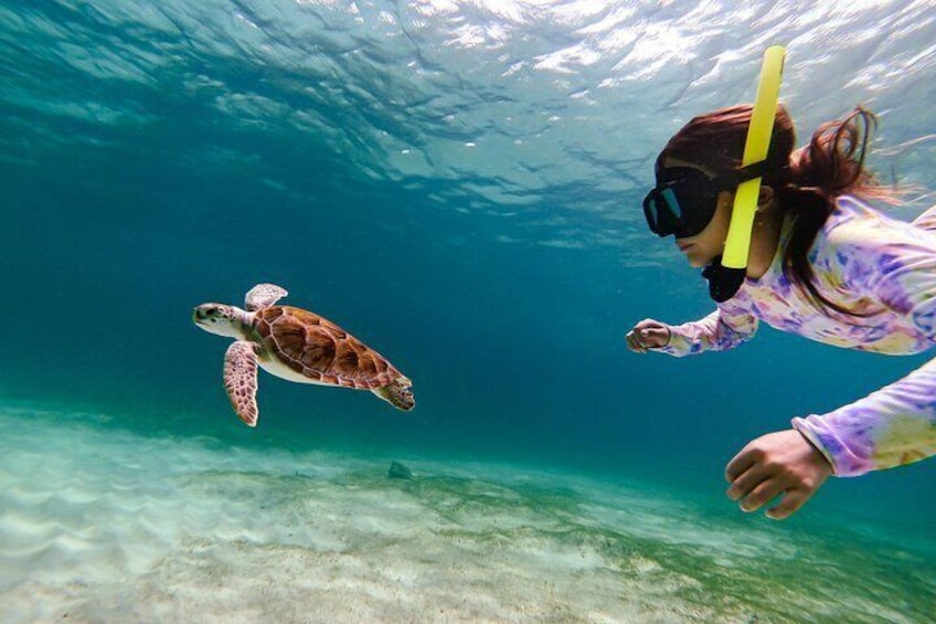 Private Turtle Snorkeling Tour in Tres Trapi, Aruba