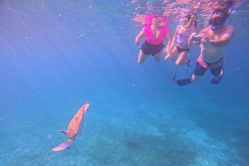 Turtle Snorkeling Tour in Tres Trapi, Aruba