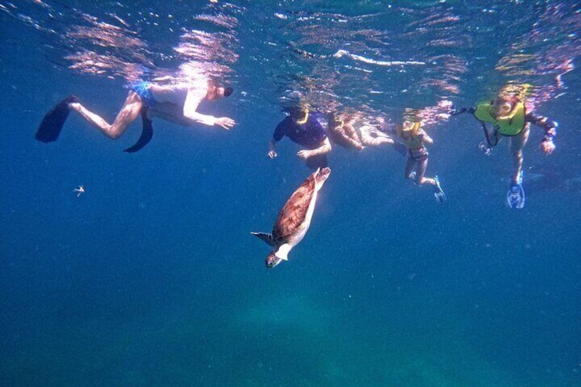Private Turtle Snorkeling Tour in Tres Trapi, Aruba