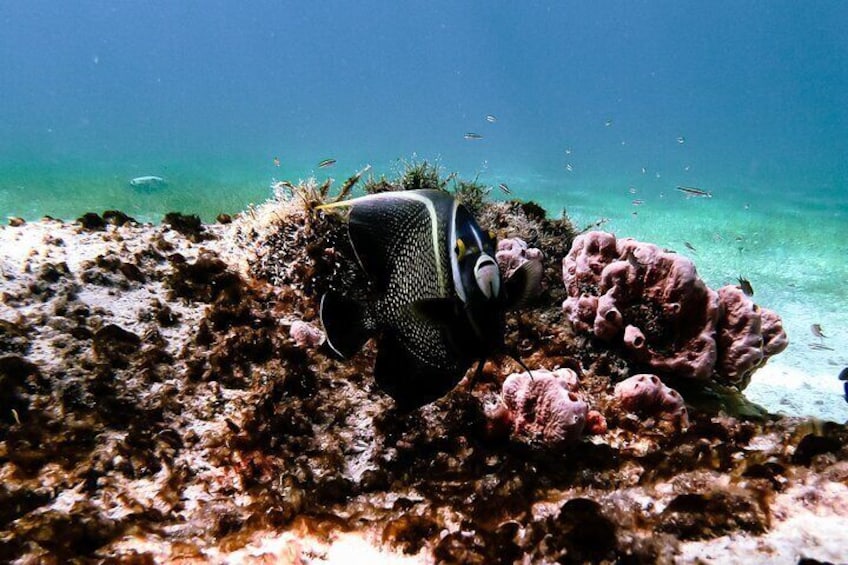 Fish in Aruba 