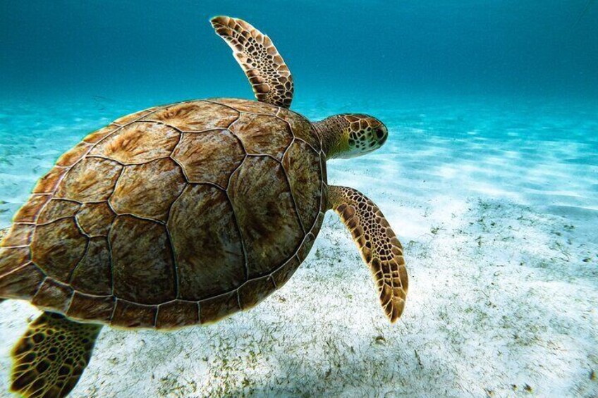 Turtle in Aruba 