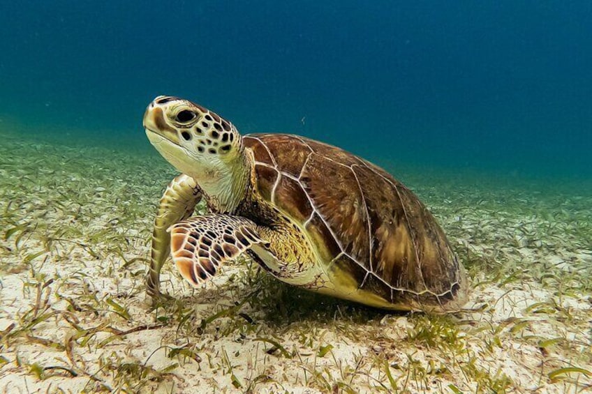 Turtle in Aruba's waters 