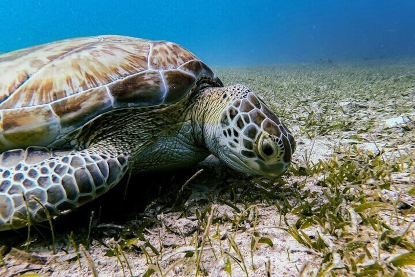 Turtle Snorkeling Aruba