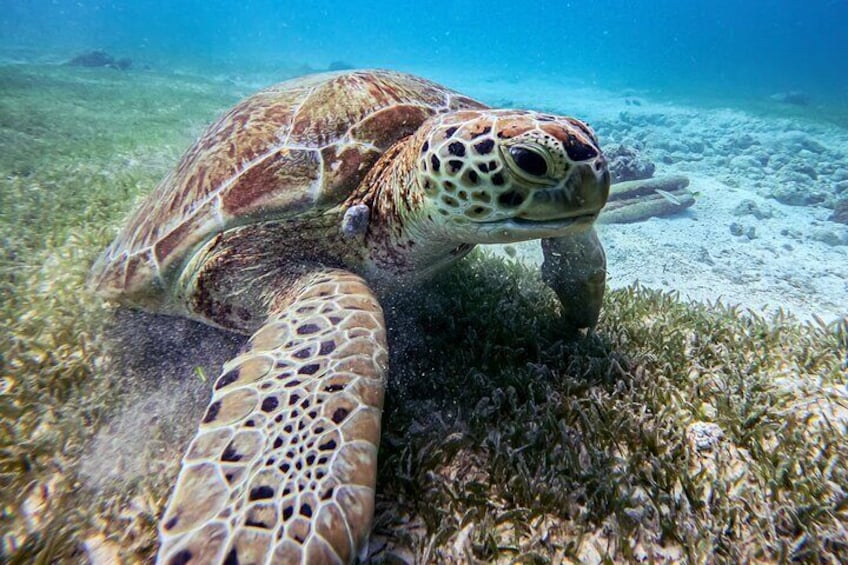 Private Turtle Snorkeling Tour in Tres Trapi, Aruba