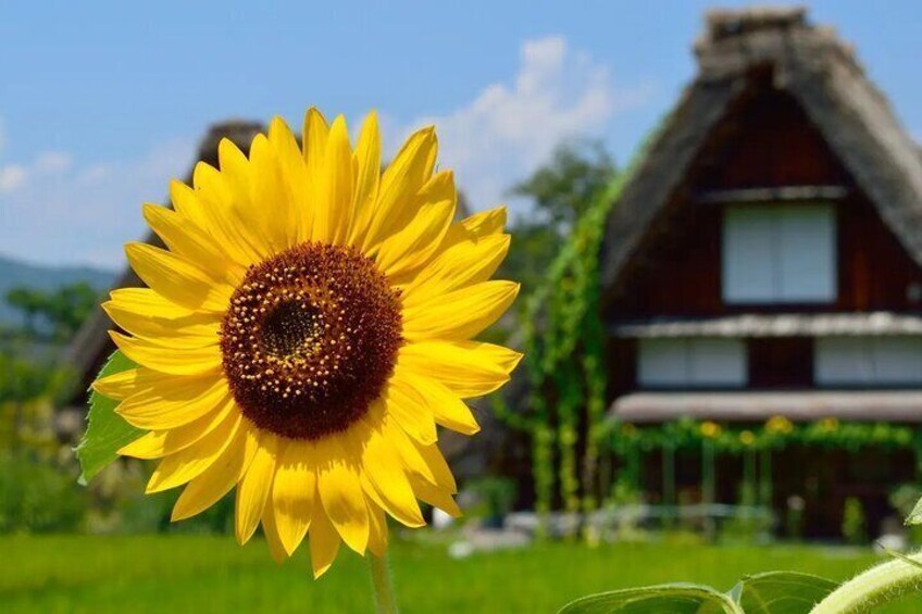 Shirakawa Village, Gifu Prefecture> In the height of summer, you may be able to see the sunflower, the symbolic flower of summer, blooming in large blossoms.
