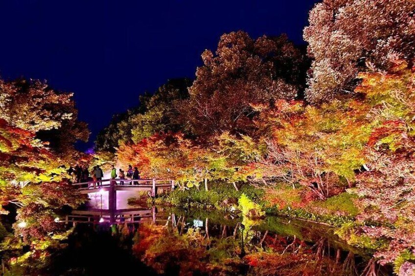 Walk among the breathtakingly lit-up trees at night
