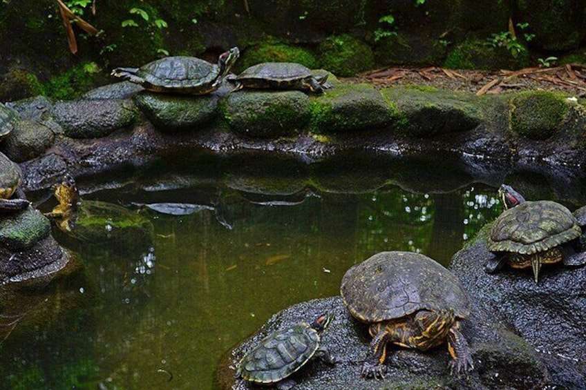 turtles 