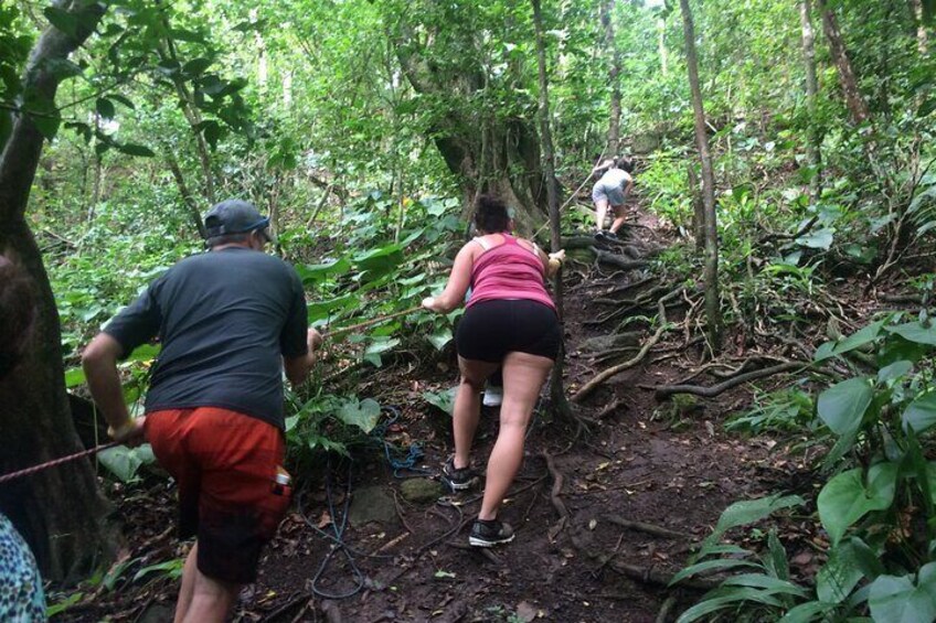 Wingfield Rainforest & Romney Experience St Kitts