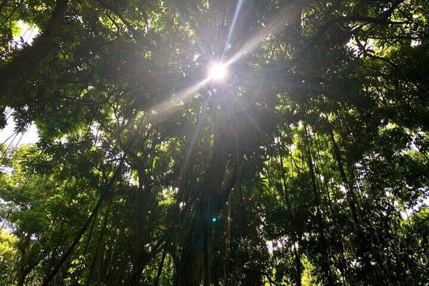 Wingfield Rainforest & Romney Experience St Kitts