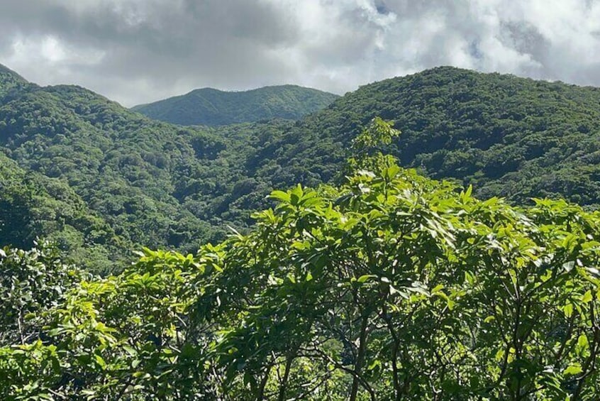 Wingfield Rainforest & Romney Experience St Kitts
