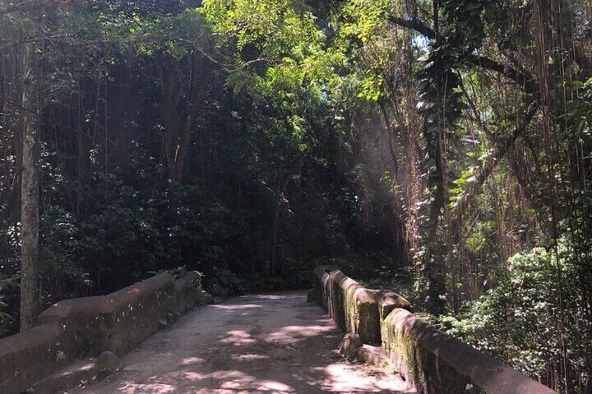 Wingfield Rainforest & Romney Experience St Kitts