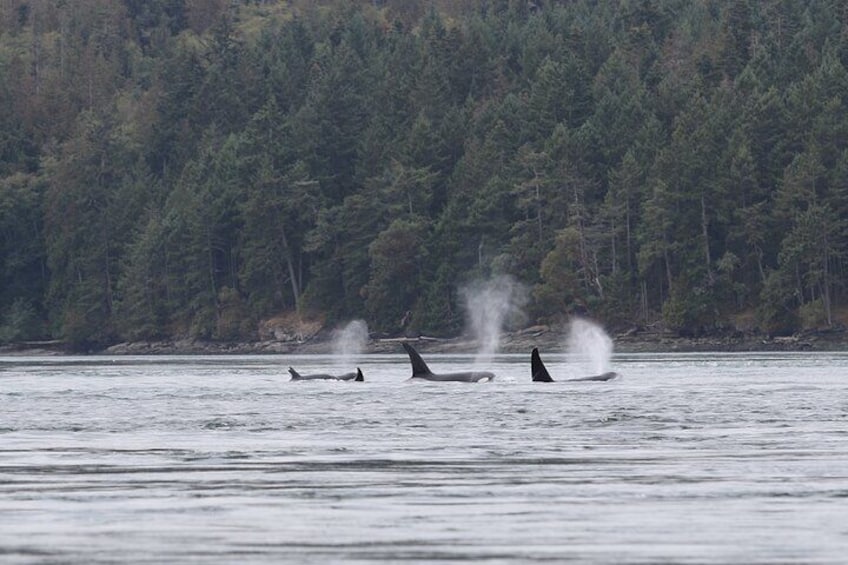 Whale Watching Adventure from Vancouver BC