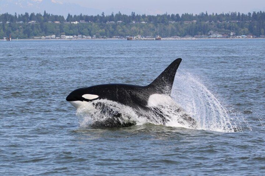 Whale Watching Adventure from Vancouver BC