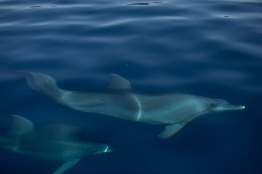 3 Hour Sunset Sailing Tour in Pula