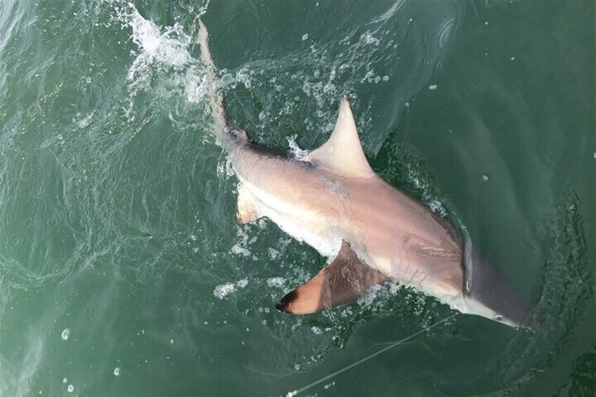 Black tip shark caught and safely released, there’s plenty of fishing opportunities on our eco tours most days