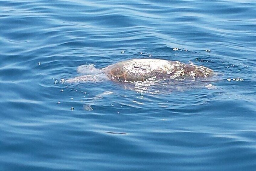 Loggerhead sea turtle 