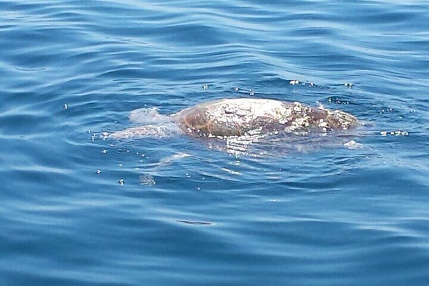Loggerhead sea turtle