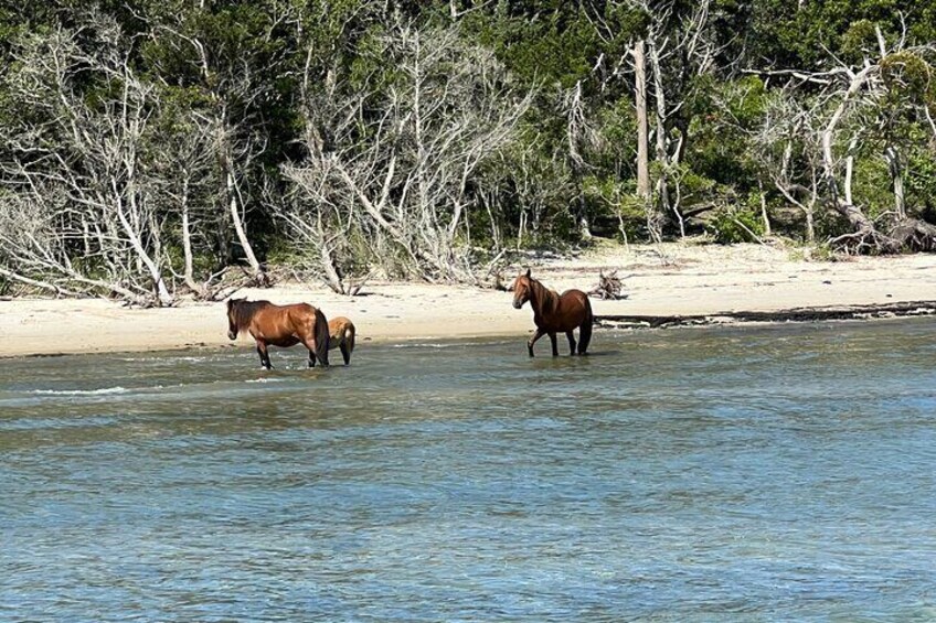 Shackleford banks wild horses sound side