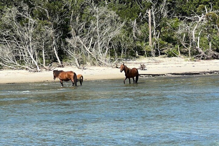 Shackleford banks wild horses sound side