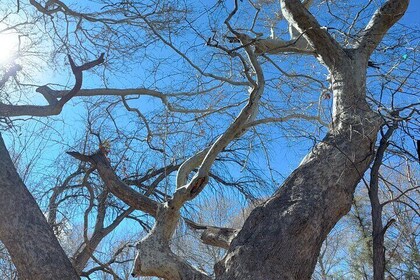 Oak Creek Canyon Sightseeing, with Native American,local history