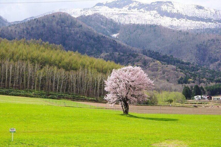 Furano Custom Full Day Tour