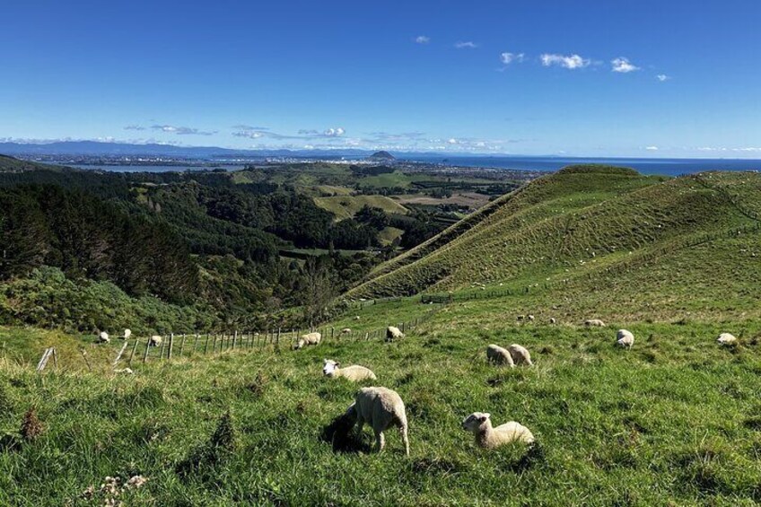 5hr Walking Tour to Papamoa Hills and Omanawa Falls