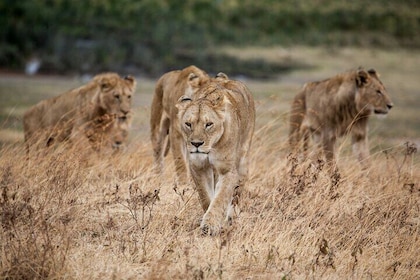 5-Day affordable Tanzania safari with extra activities