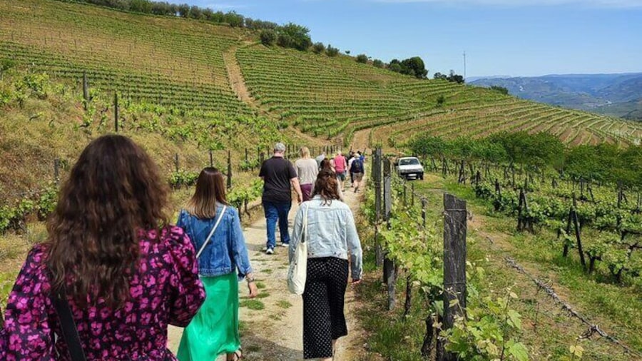 Douro Tour with Wine Tasting, River Cruise and Visit to Lamego