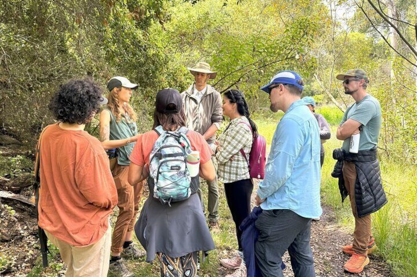 Hike through California's most iconic ecosystem and gain appreciation for its subtle—often overlooked—beauty. 