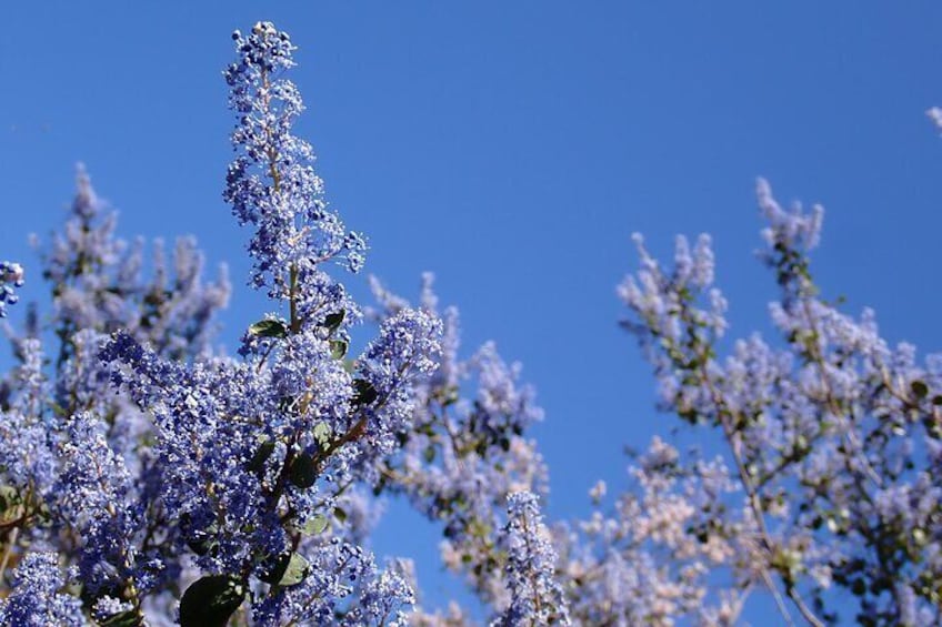 In San Diego, something is always in bloom. See what's flowering in our most botanically biodiverse habitat!